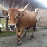 El Requexu De Сasa de vacaciones Cervera (Asturias)