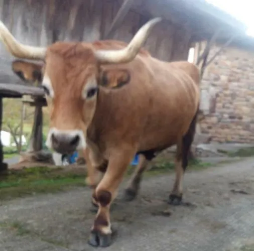 El Requexu De Holiday home Cervera (Asturias)