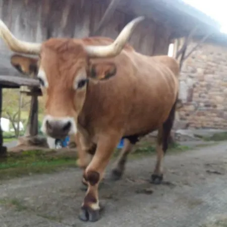 El Requexu De Prázdninový dům Cervera (Asturias)